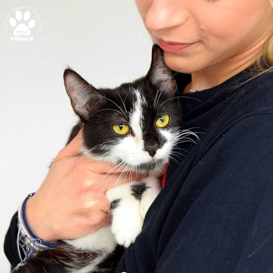 Młodziutki kocurek do adopcji! Poznajcie Cosmo!