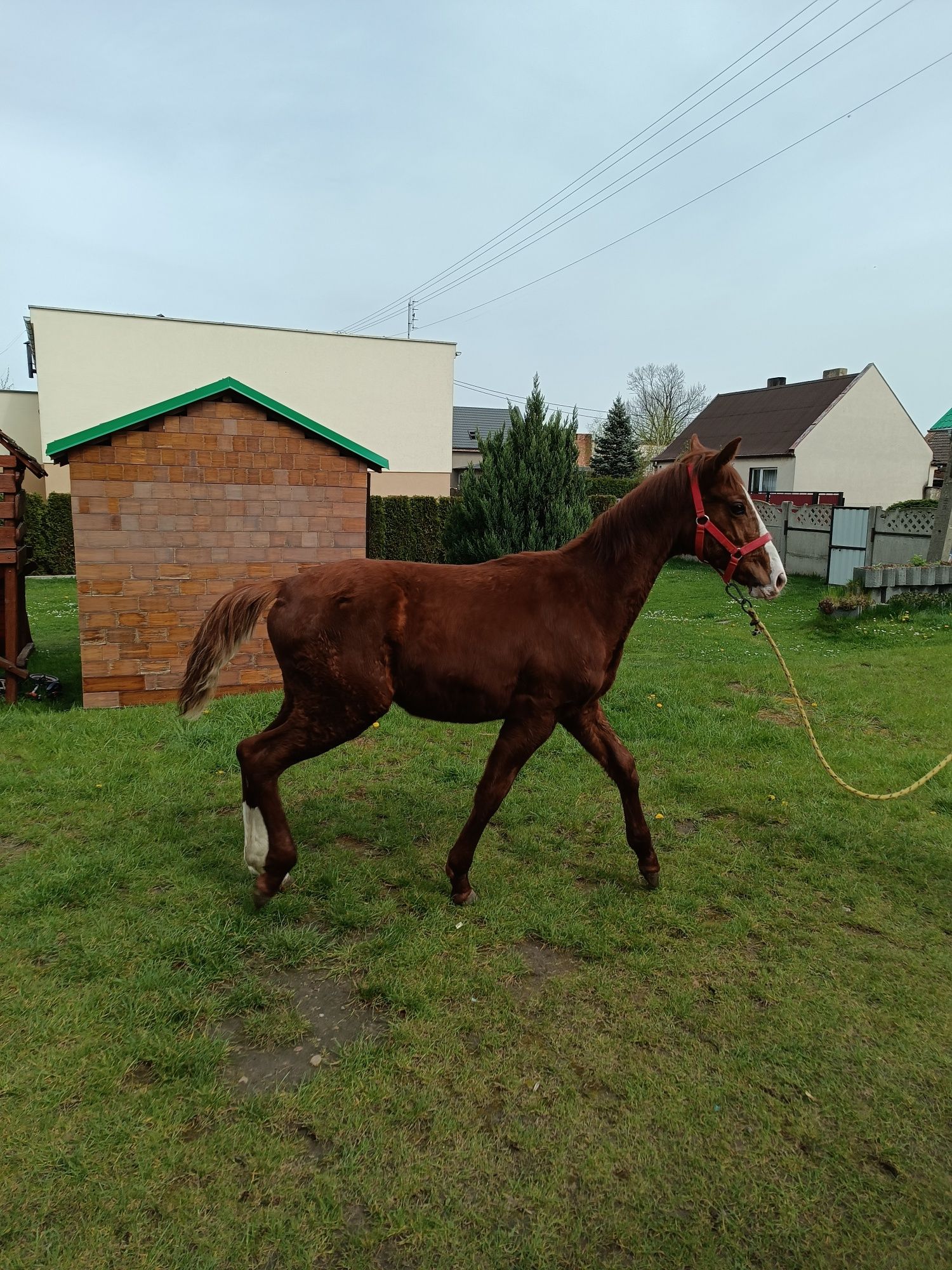 Koń hanowerski źrebak