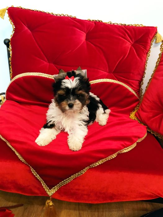 Śliczny samczyk Fan z metryką ZKwP/FCI Biewer Yorkshire terrier.