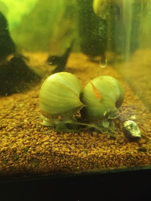 Amplularia azul caracol