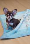 Chihuahua piesek czekoladowy
