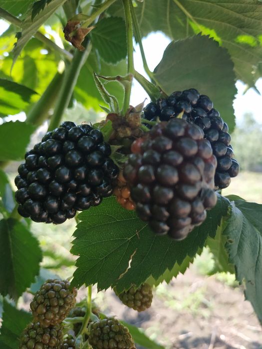 Ежевика  без шипов.