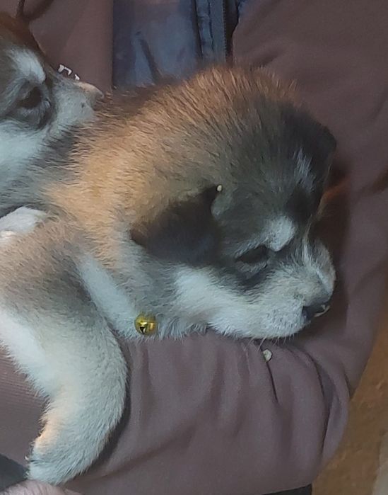 Sprzedam suczke Alaskan Malamute