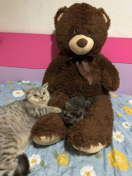 Gato scottish Straight