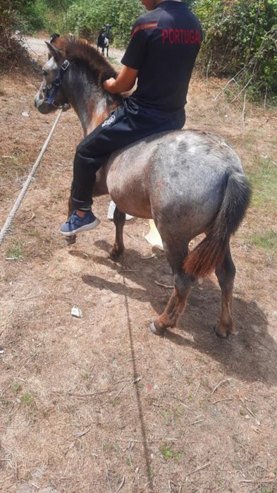 Pónei apaluso inteiro