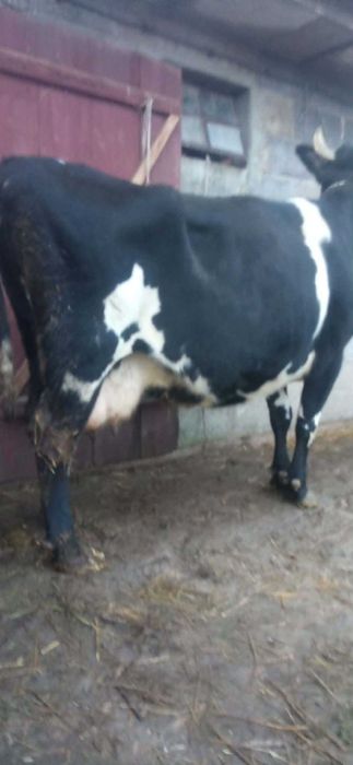 Krowa czarno - biala