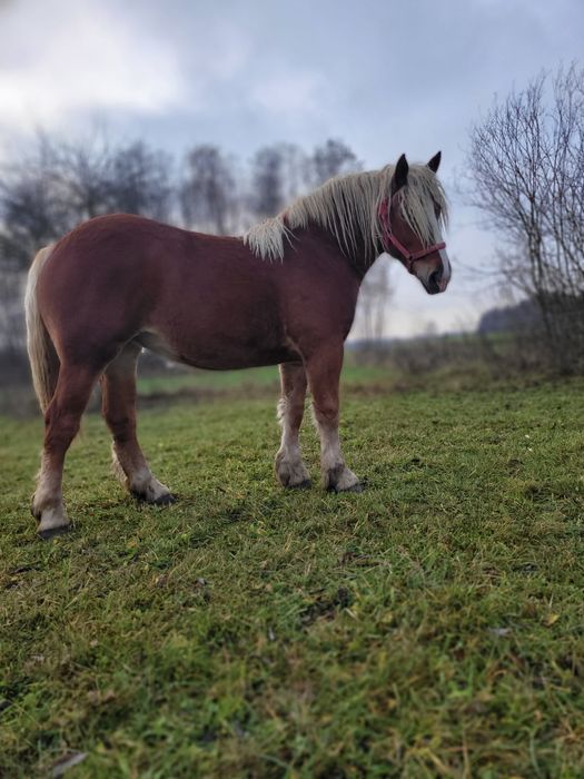 Sprzedam klacz kasztankę 1 rok i 6 miesięcy