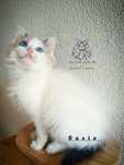 Ragdoll FPL kotka/badania genetyczne/do rezerwacji