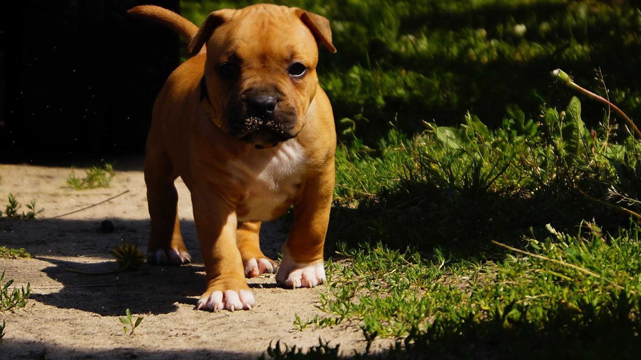 Amstaff FCI ,sunia Euforia,  do rezerwacji,  cudna
