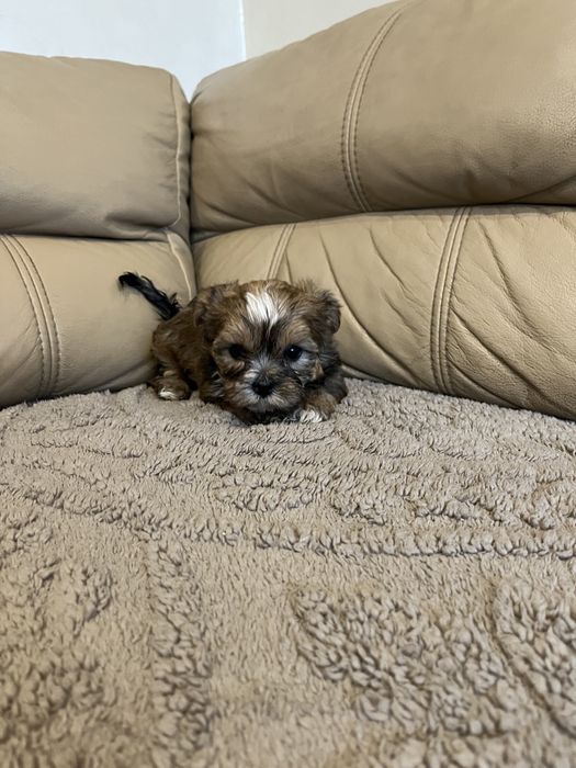 Suczka york yorkshire terrier