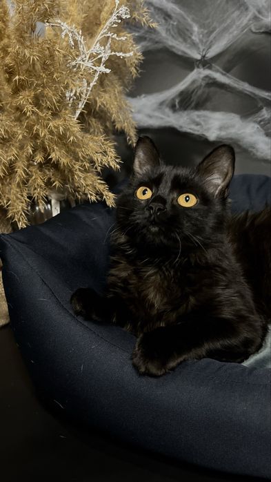 Кошеня , 5 місяців , шукає родину.