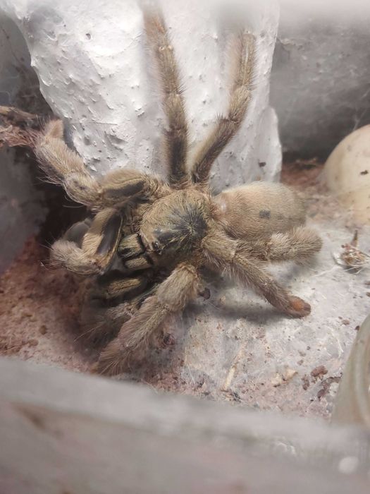 Ptasznik Pająk Psalmopoeus cambridgei samica 5 DC z terraraium
