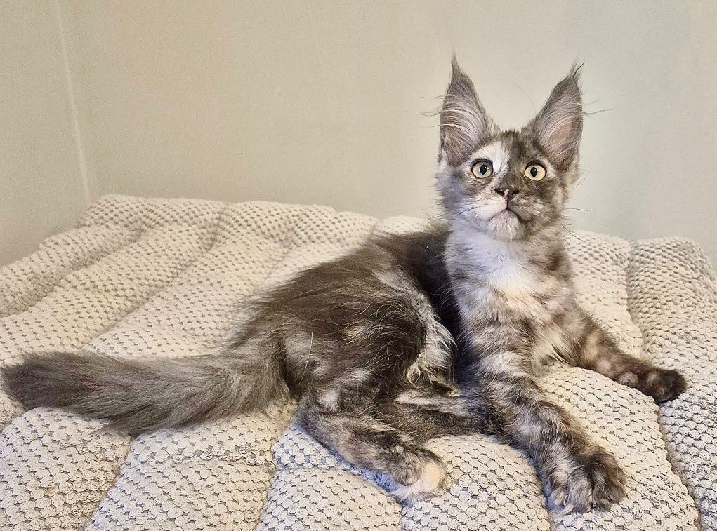 Koteczka Becia rasy Maine Coon!!!