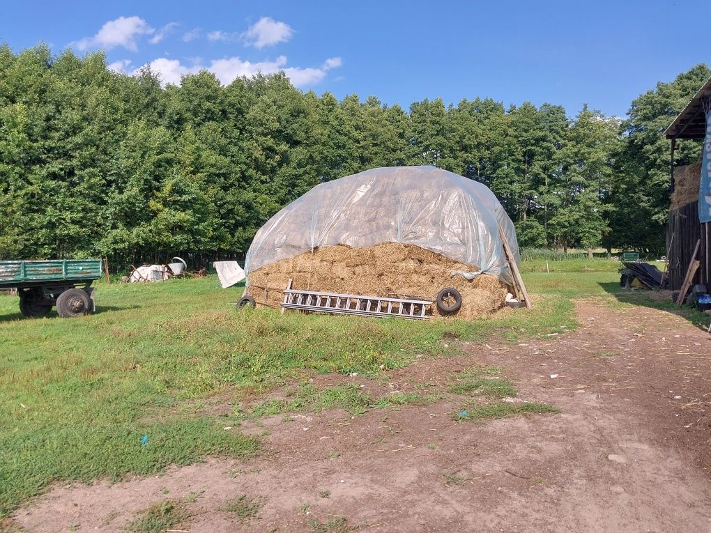 Słoma żytnia w snopkach mała kostka