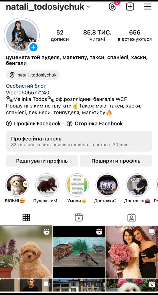 Шикарнючий хлопчик бенгал, масивний для свого віку
