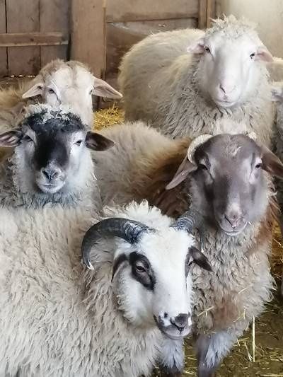 Продам стадо Овец.