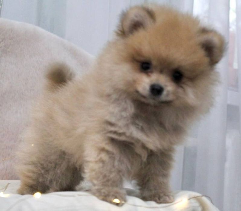 Кумедний міні хлопчик