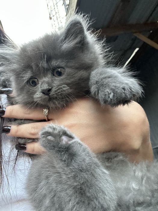 Кіт Кошеня Котик (хлопчик  2 місяці)