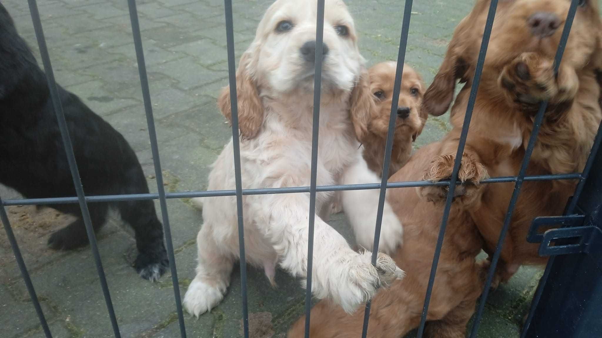 Cocker Spaniel angileski