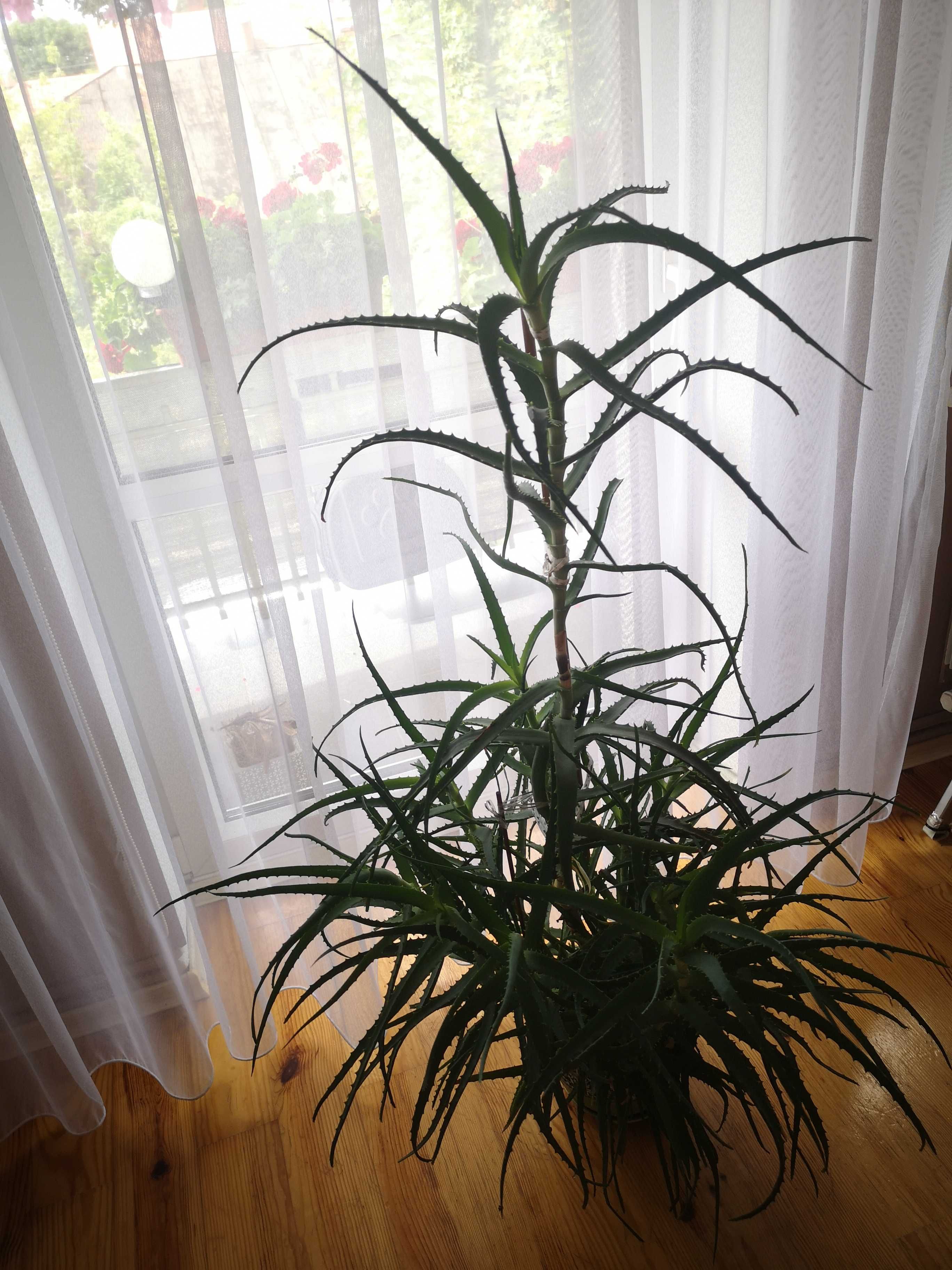 Kwiat aloes leczniczy 130 cm