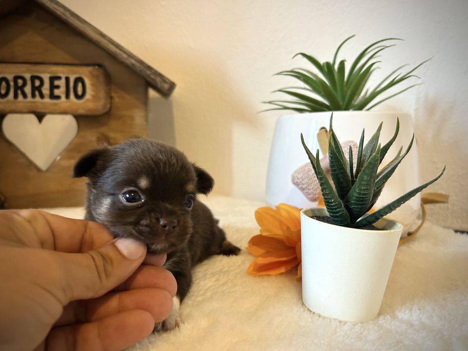 Menino chihuahua chocolate semi pelo