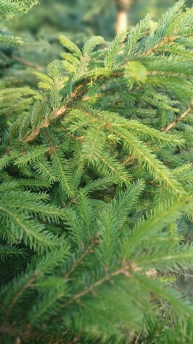 Gałązki drzew iglastych-stroisze