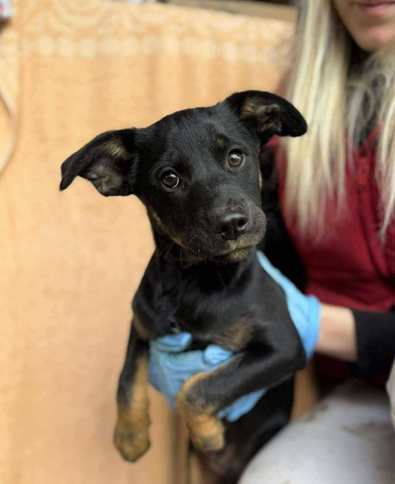 Cudowny szczeniak do adopcji, Chłopiec