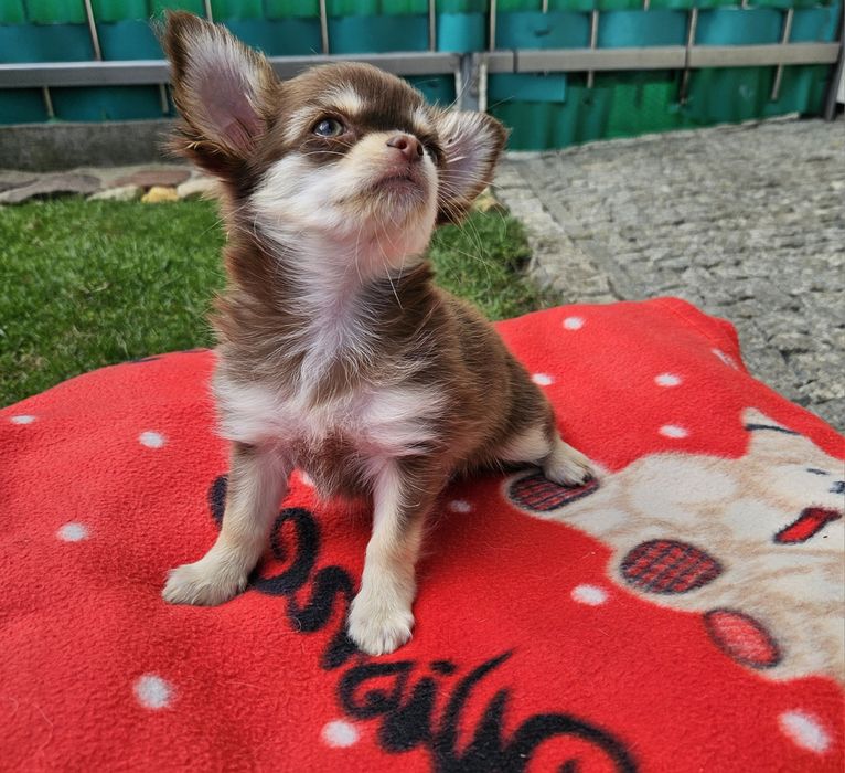 Chihuahua długowłosy FCI