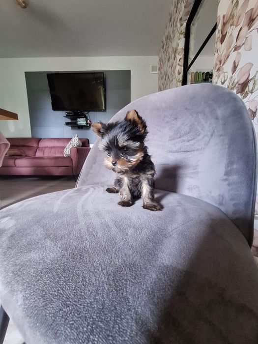 York yorkshire terrier piesek mini