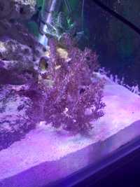 Koralowiec Capnella