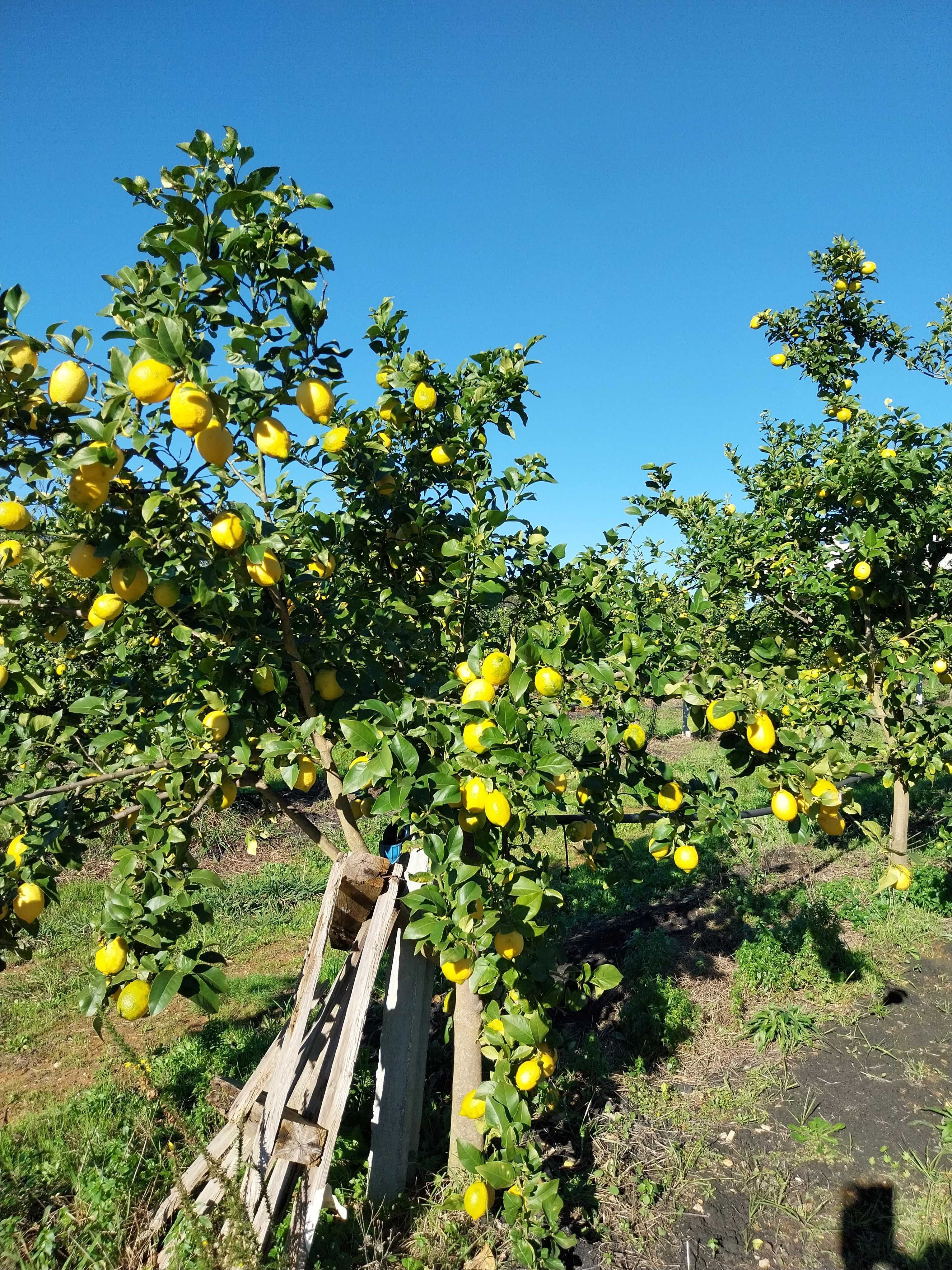 Limões baratos sem pesticidas