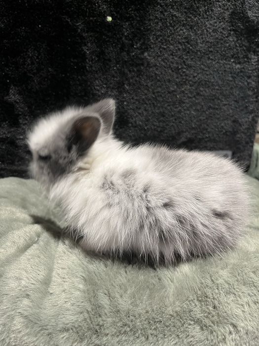 Króliczek Karzełek Teddy Aqualife