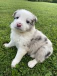 Piesek Border Collie blue merle
