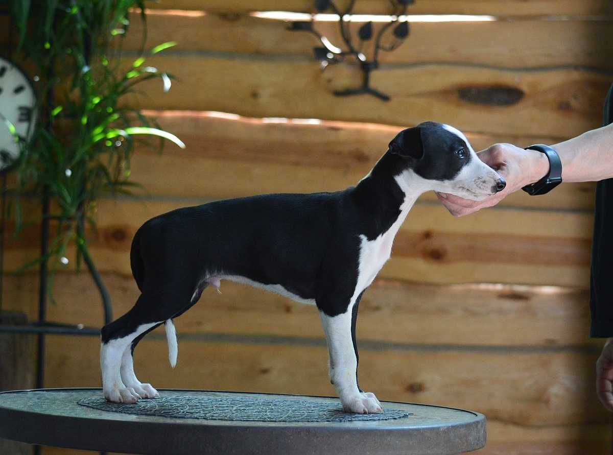 Whippet piesek hodowla FCI