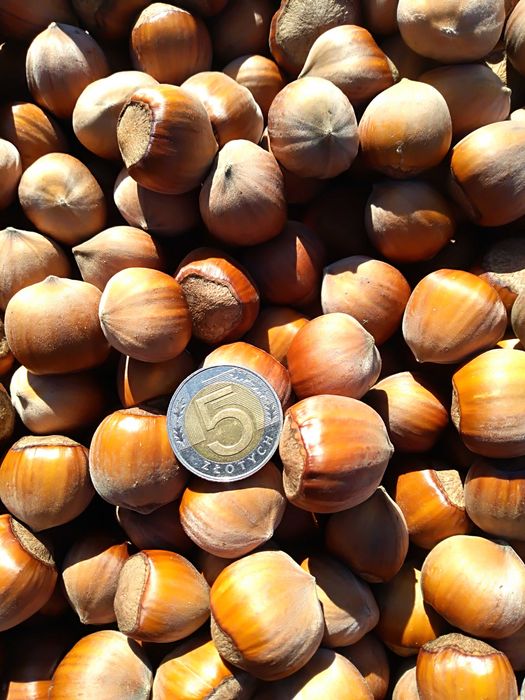 orzechy laskowe świeże zbiór 10.25r. 5kg