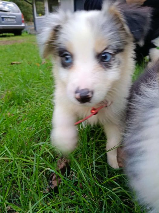 * * * piesek * * *  Border Collie