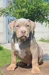 american bully xl szczenię   liliowy  tricolor cudny