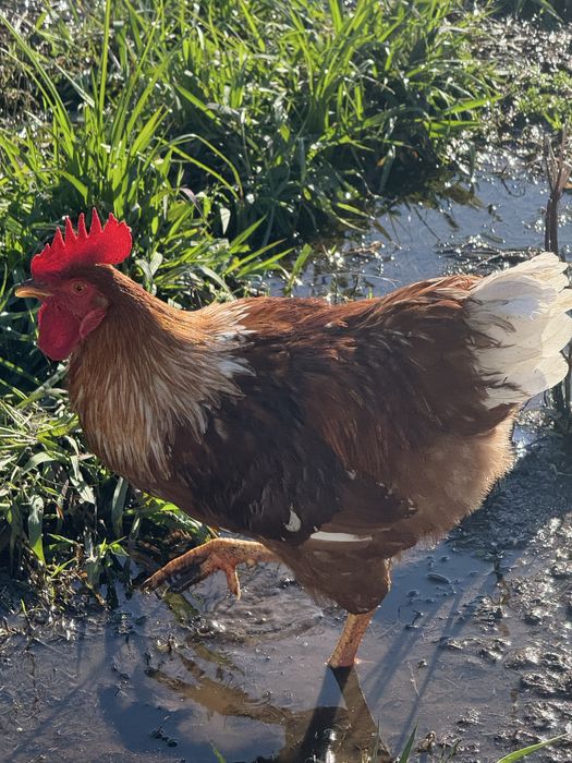 Vendo galo com 11 meses