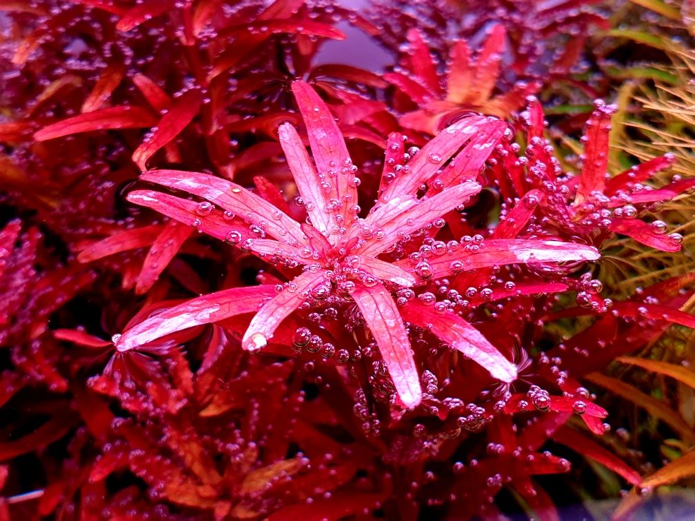 Rotala Blood Red odmiana Singapore (SG Variant) hodowla podwodna