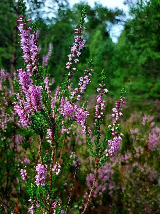 Брусниця, чорниця, верес саджанці