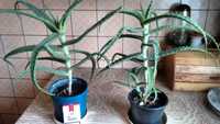 Aloes leczniczy-duże rośliny czteroletnie