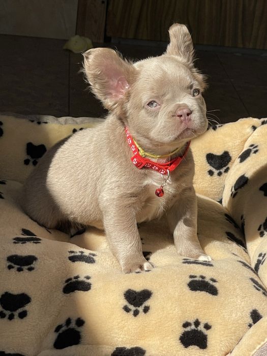 Флаффи Изабелла и нью шейд Изабелла французы шоу класс