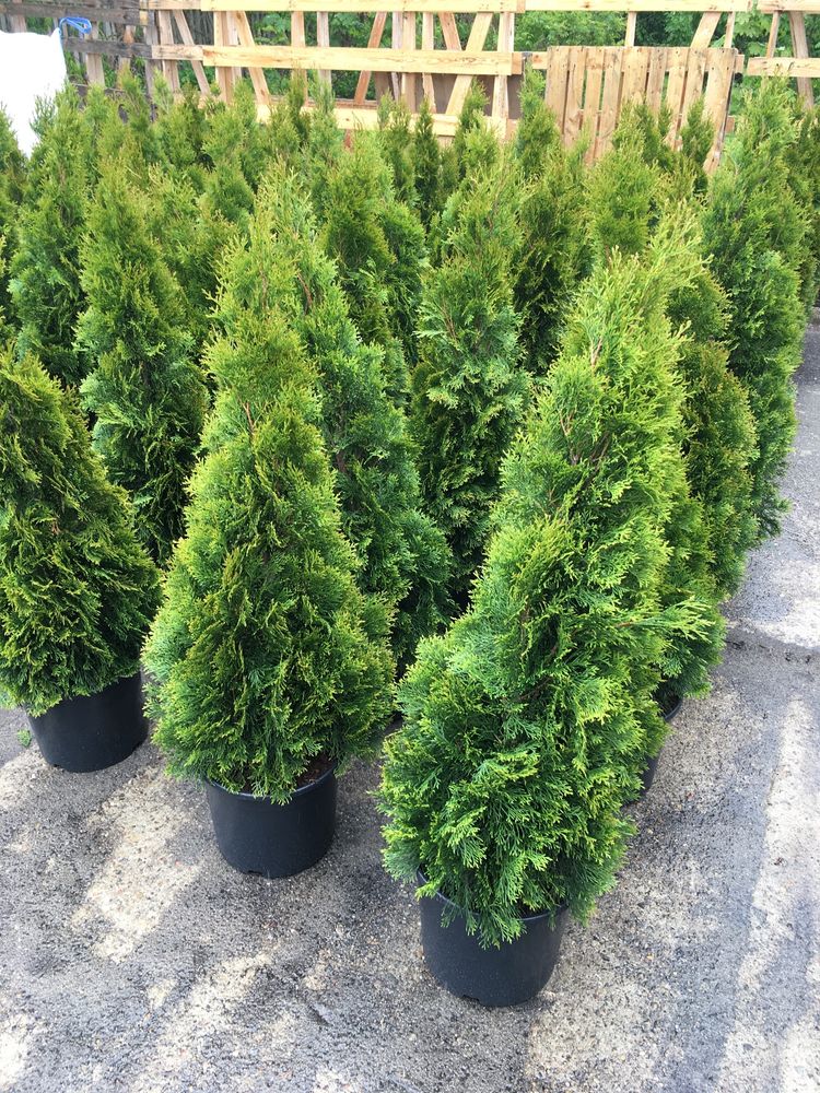 Thuja occidentalis (smaragd)
