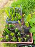 Podas de pitaya Hylocereus