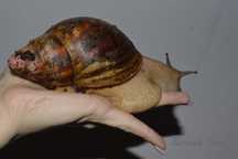 Sprzedam. Archachatina Marginata var.Suturalis