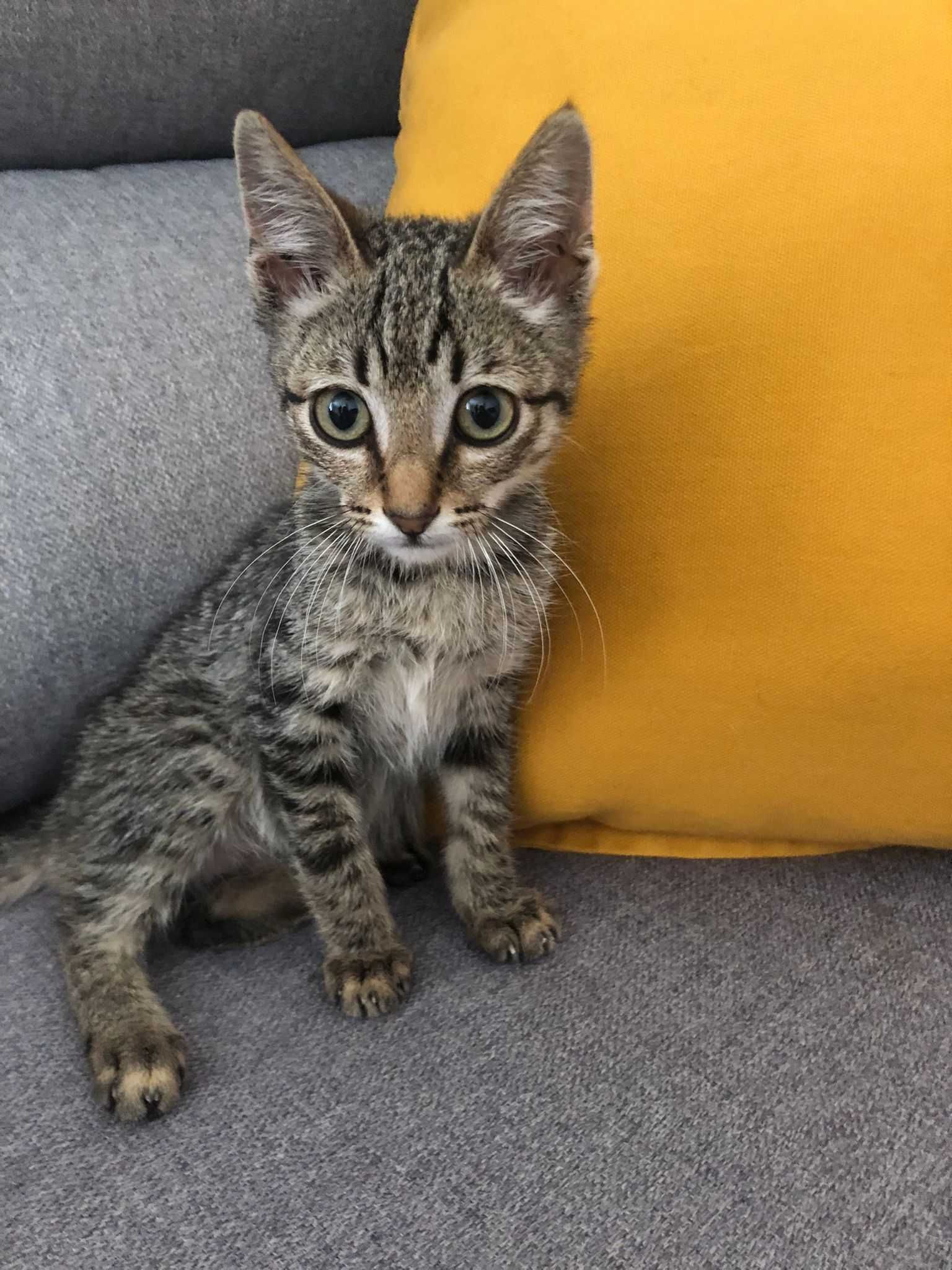 Dá-se gatinho bebé