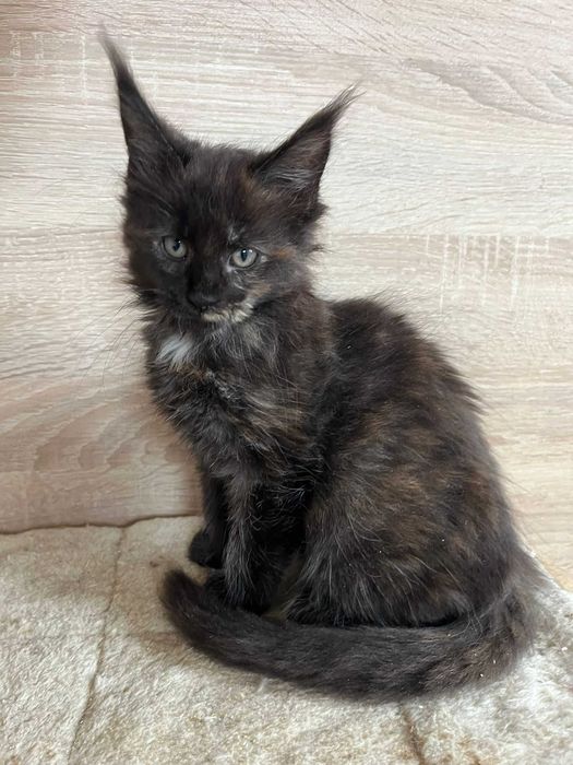 Kotka Maine coon f 09 linia shaded