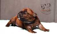 Staffordshire Bull Terrier - suczka (FCI)