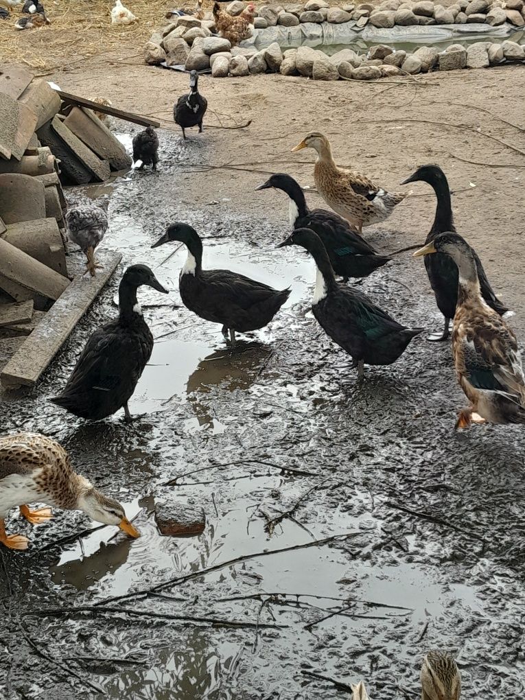 Kaczki dworki i staropolskie