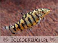 Bocja siatkowana - Botia lohachata - redukuje ślimaki